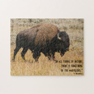 Amerikanska bison Graces in Meadow Grass Photo Anp Pussel