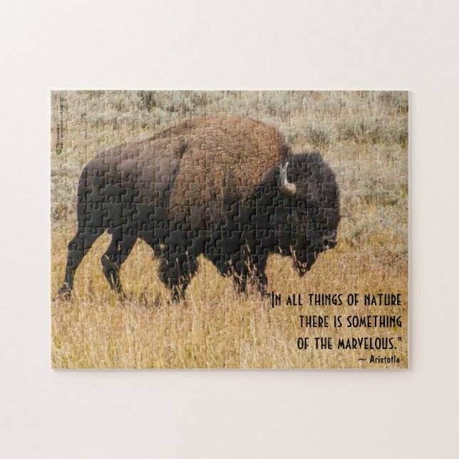 Amerikanska bison Graces in Meadow Grass Photo Anp Pussel (Horisontell)