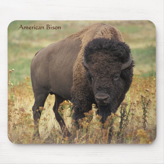 Amerikanska Bison i området Musmatta (Framsidan)