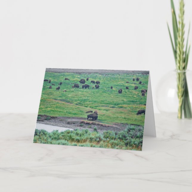 Amerikanska bison kort (Framsida)