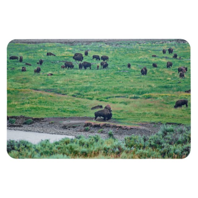 Amerikanska bison magnet (Horisontell)