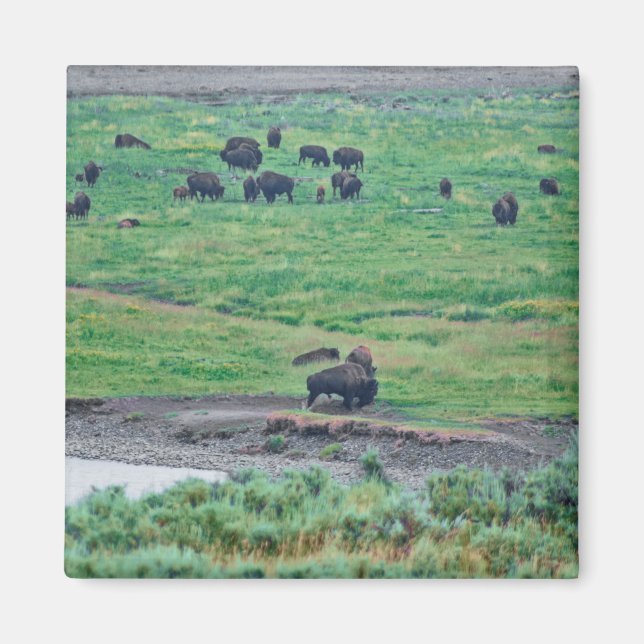 Amerikanska bison magnet (Framsidan)
