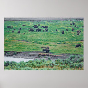 Amerikanska bison poster