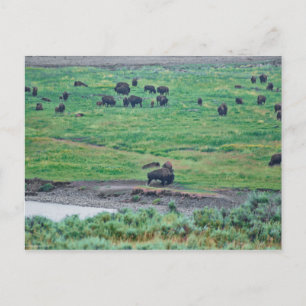 Amerikanska bison vykort