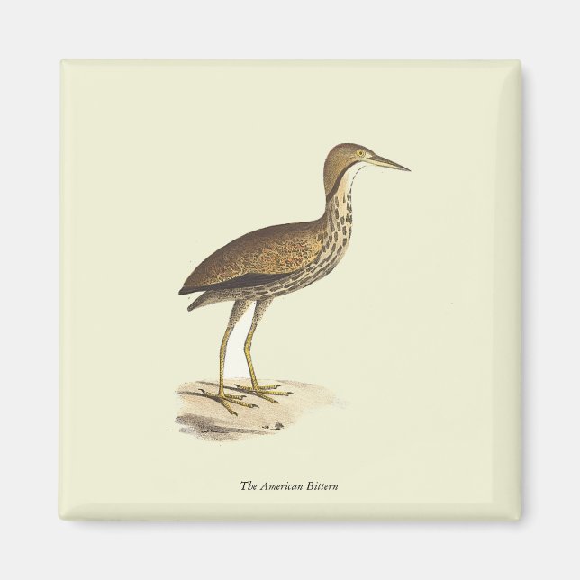 Amerikanska bittern (Botaurus lentiginosus) Bird Magnet (Framsidan)