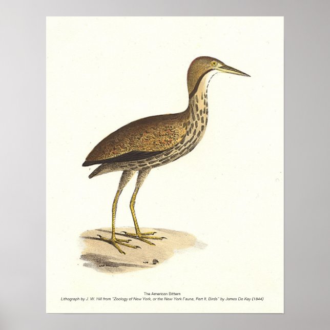 Amerikanska bittern (Botaurus lentiginosus) Bird Poster (Framsidan)