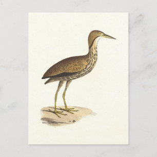 Amerikanska bittern (Botaurus lentiginosus) Bird Vykort