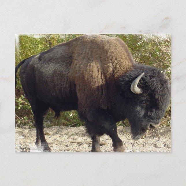Amerikanska Buffalo-vykort Vykort (Framsida)
