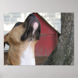 AMERIKANSKA BULLY PUPPY. POSTER
