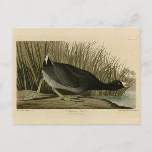Amerikanska Coot från Audubon's Birds of America Vykort