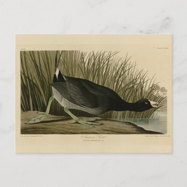Amerikanska Coot från Audubon's Birds of America Vykort (Framsida)