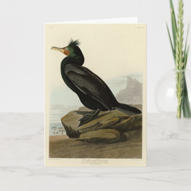 Amerikanska Cormorant Audubon Birds med dubbla Kort (Framsida)