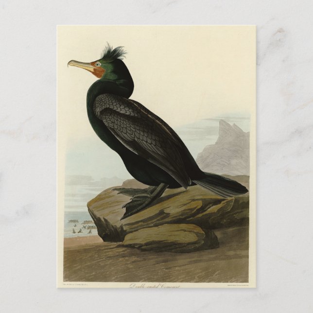 Amerikanska Cormorant Audubon Birds med dubbla Vykort (Framsida)