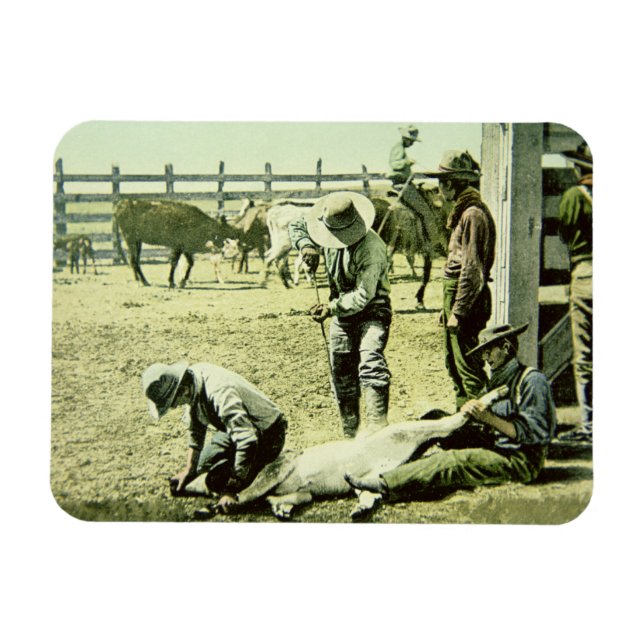 Amerikanska cowboys branding a calf, c.1900 (foto) magnet (Horisontell)