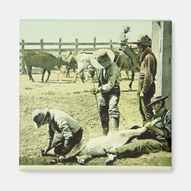 Amerikanska cowboys branding a calf, c.1900 (foto) magnet (Framsidan)