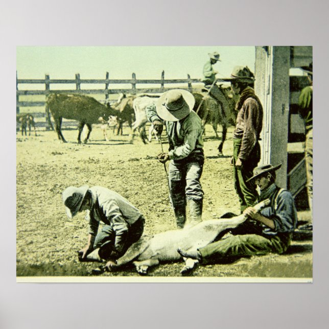 Amerikanska cowboys branding a calf, c.1900 (foto) poster (Framsidan)