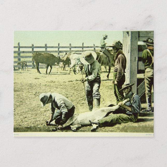 Amerikanska cowboys branding a calf, c.1900 (foto) vykort (Framsida)