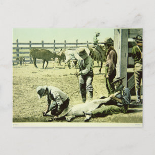 Amerikanska cowboys branding a calf, c.1900 (foto) vykort