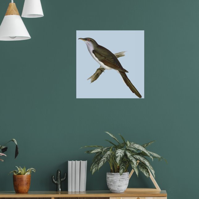Amerikanska Cuckoo Bird Poster (Vardagsrum 1)