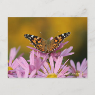 Amerikanska Dam Butterfly & Clara Curtis Morsa Vykort