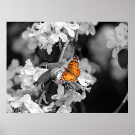 Amerikanska Dam Butterfly On Blommar Poster