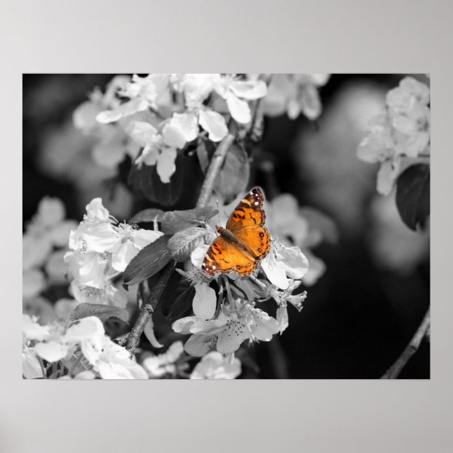 Amerikanska Dam Butterfly On Blommar Poster (Framsidan)
