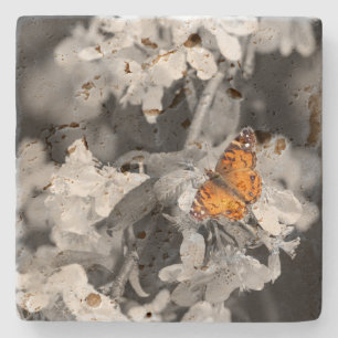 Amerikanska Dam Butterfly On Blommar Stone Underlä Stenunderlägg