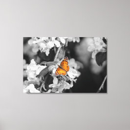 Amerikanska Dam Butterfly Stretched Kanvastryck