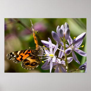 Amerikanska Dam Butterfly Vild Hyacinth Poster