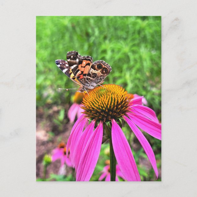 Amerikanska Dam Vykort (Framsida)