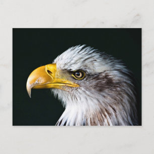 Amerikanska Eagle-vykort Vykort
