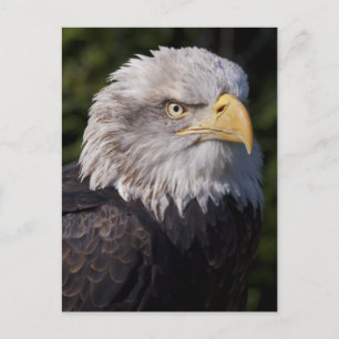 Amerikanska Eagle-vykort Vykort