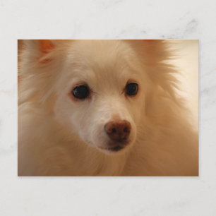 Amerikanska eskimo Hund Porträtt Vykort