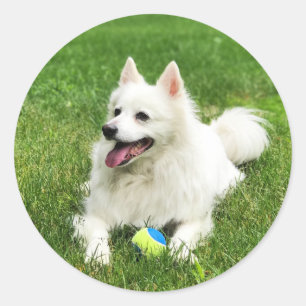 Amerikanska eskimo - kuvert Stickers Runt Klistermärke