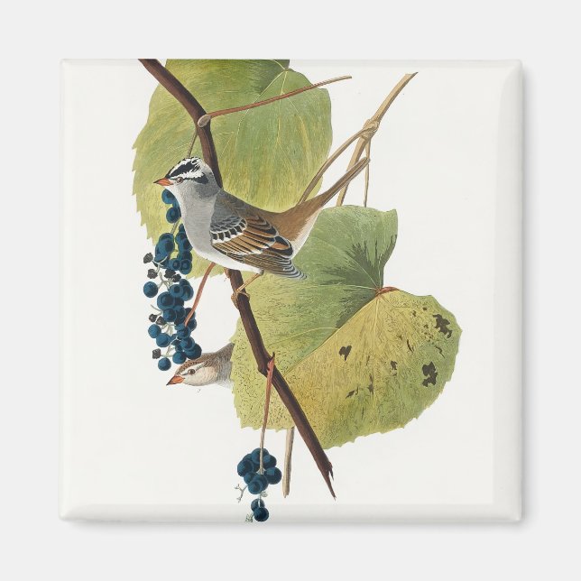 Amerikanska fåglar (1827) av John James Audubon Magnet (Framsidan)