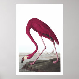 Amerikanska Flamingo Illustration Poster