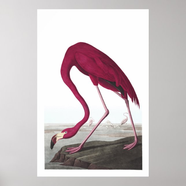 Amerikanska Flamingo Illustration Poster (Framsidan)