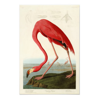 Amerikanska Flamingo John Audubon Birds of America Fototryck