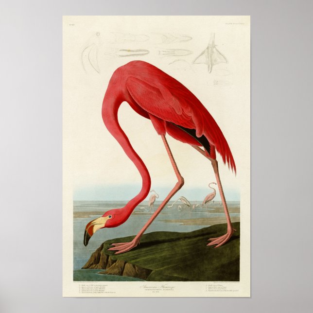 Amerikanska Flamingo John Audubon Birds of America Poster (Framsidan)