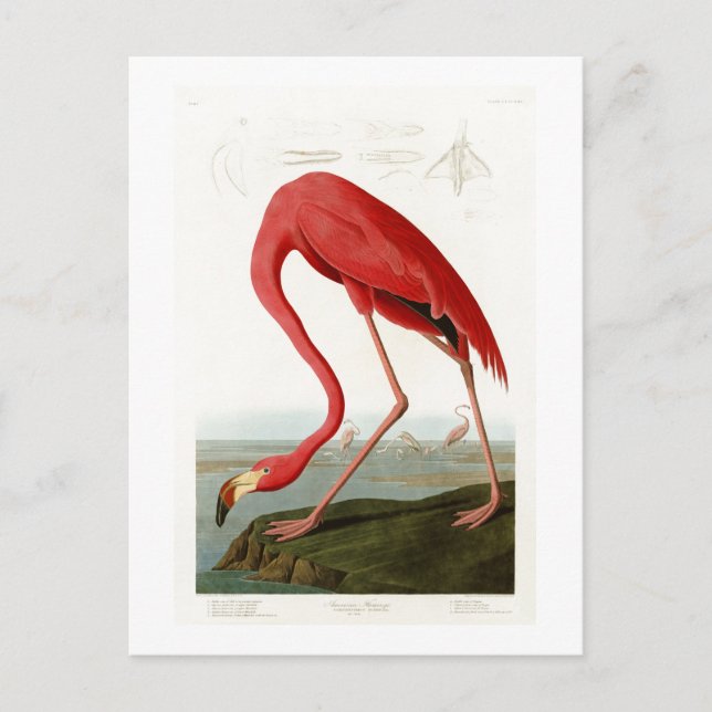Amerikanska Flamingo John Audubon Birds of America Vykort (Framsida)