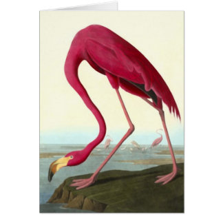 Amerikanska Flamingo, John James Audubon Hälsningskort
