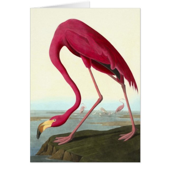 Amerikanska Flamingo, John James Audubon Hälsningskort (Framsidan)