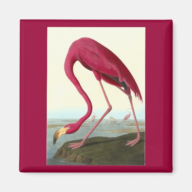 Amerikanska Flamingo, John James Audubon Magnet (Framsidan)