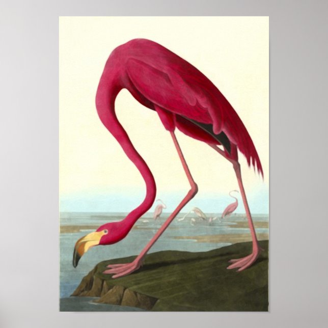 Amerikanska Flamingo, John James Audubon Poster (Framsidan)
