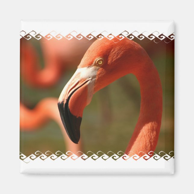 Amerikanska Flamingo Square Magnet (Framsidan)