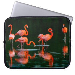 Amerikanska flamingor med Reflection Resting and F Laptop Fodral