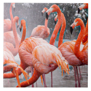 Amerikanska Flamingosfoto Kakelplatta