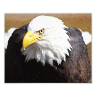 amerikanska fotoutskrifter i Örn Fototryck