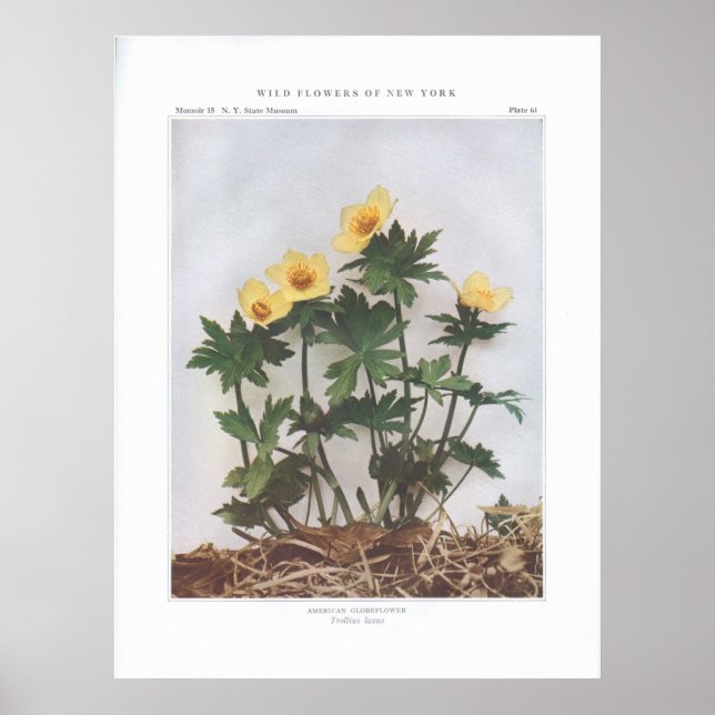 Amerikanska Globeros - Trollius laxus Poster (Framsidan)