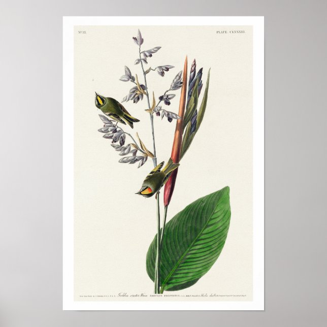 Amerikanska Golden crested-Wren by Audubon Poster (Framsidan)